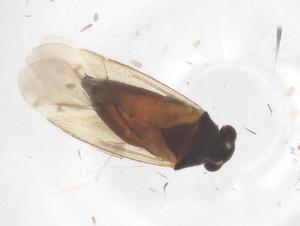  ( - CBG-B01526-H02)  @11 [ ] CreativeCommons - Attribution Share - Alike (2025) Centre for Biodiversity Genomics Centre for Biodiversity Genomics