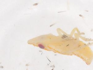  ( - CBG-B01527-A08)  @11 [ ] CreativeCommons - Attribution Share - Alike (2025) Centre for Biodiversity Genomics Centre for Biodiversity Genomics