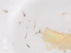  ( - CBG-B01527-D05)  @11 [ ] CreativeCommons - Attribution Share - Alike (2025) Centre for Biodiversity Genomics Centre for Biodiversity Genomics