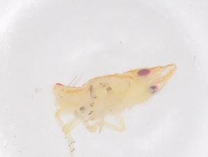  ( - CBG-B01527-E11)  @11 [ ] CreativeCommons - Attribution Share - Alike (2025) Centre for Biodiversity Genomics Centre for Biodiversity Genomics