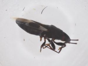  ( - CBG-B01528-G02)  @11 [ ] CreativeCommons - Attribution Share - Alike (2025) Centre for Biodiversity Genomics Centre for Biodiversity Genomics