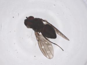  ( - CBG-B01529-B10)  @11 [ ] CreativeCommons - Attribution Share - Alike (2025) Centre for Biodiversity Genomics Centre for Biodiversity Genomics