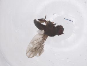  ( - CBG-B01529-C02)  @11 [ ] CreativeCommons - Attribution Share - Alike (2025) Centre for Biodiversity Genomics Centre for Biodiversity Genomics