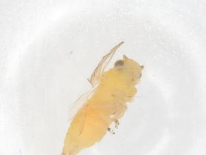  ( - CBG-B01531-G03)  @11 [ ] CreativeCommons - Attribution Share - Alike (2025) Centre for Biodiversity Genomics Centre for Biodiversity Genomics