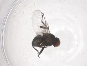  ( - CBG-B01534-H05)  @11 [ ] CreativeCommons - Attribution Share - Alike (2025) Centre for Biodiversity Genomics Centre for Biodiversity Genomics