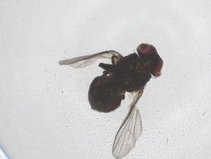  ( - CBG-B01535-D11)  @11 [ ] CreativeCommons - Attribution Share - Alike (2025) Centre for Biodiversity Genomics Centre for Biodiversity Genomics