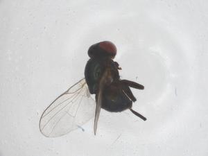  ( - CBG-B01535-F09)  @11 [ ] CreativeCommons - Attribution Share - Alike (2025) Centre for Biodiversity Genomics Centre for Biodiversity Genomics