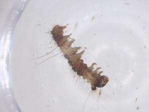  ( - CBG-B01536-C03)  @11 [ ] CreativeCommons - Attribution Share - Alike (2025) Centre for Biodiversity Genomics Centre for Biodiversity Genomics