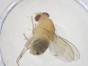  ( - CBG-B01539-D02)  @11 [ ] CreativeCommons - Attribution Share - Alike (2025) Centre for Biodiversity Genomics Centre for Biodiversity Genomics