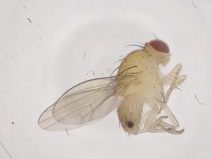  ( - CBG-B01540-C09)  @11 [ ] CreativeCommons - Attribution Share - Alike (2025) Centre for Biodiversity Genomics Centre for Biodiversity Genomics