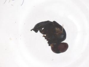  ( - CBG-B01540-H09)  @11 [ ] CreativeCommons - Attribution Share - Alike (2025) Centre for Biodiversity Genomics Centre for Biodiversity Genomics