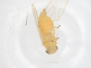  ( - CBG-B01542-D04)  @11 [ ] CreativeCommons - Attribution Share - Alike (2025) Centre for Biodiversity Genomics Centre for Biodiversity Genomics