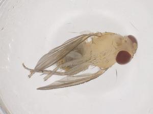  ( - CBG-B01543-D07)  @11 [ ] CreativeCommons - Attribution Share - Alike (2025) Centre for Biodiversity Genomics Centre for Biodiversity Genomics