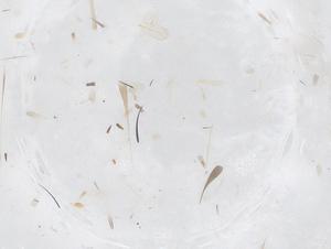  ( - CBG-B01625-D10)  @11 [ ] CreativeCommons - Attribution Share - Alike (2025) Centre for Biodiversity Genomics Centre for Biodiversity Genomics