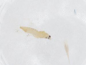  ( - CBG-B01625-E05)  @11 [ ] CreativeCommons - Attribution Share - Alike (2025) Centre for Biodiversity Genomics Centre for Biodiversity Genomics