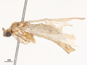  ( - CBG-B01641-C04)  @11 [ ] CreativeCommons - Attribution Share - Alike (2025) CBG Photography Group Centre for Biodiversity Genomics