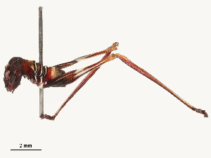  ( - CBG-B01641-F11)  @11 [ ] CreativeCommons - Attribution Share - Alike (2025) CBG Photography Group Centre for Biodiversity Genomics