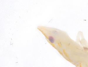  ( - CBG-B01665-D01)  @11 [ ] CreativeCommons - Attribution Share - Alike (2025) Centre for Biodiversity Genomics Centre for Biodiversity Genomics