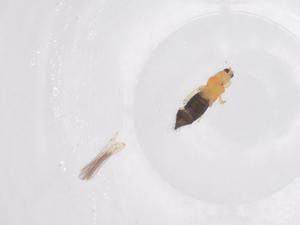  ( - CBG-B02000-E09)  @11 [ ] CreativeCommons - Attribution Share - Alike (2025) Centre for Biodiversity Genomics Centre for Biodiversity Genomics