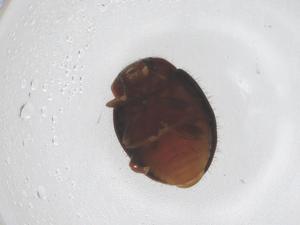  ( - CBG-B02076-G10)  @11 [ ] CreativeCommons - Attribution Share - Alike (2025) Centre for Biodiversity Genomics Centre for Biodiversity Genomics