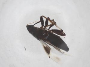  ( - CBG-B02259-B03)  @11 [ ] CreativeCommons - Attribution Share - Alike (2025) Centre for Biodiversity Genomics Centre for Biodiversity Genomics