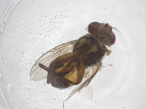  (Culex hilli - CBG-B02259-H03)  @11 [ ] CreativeCommons - Attribution Share - Alike (2025) Centre for Biodiversity Genomics Centre for Biodiversity Genomics