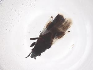  ( - CBG-B02260-H09)  @11 [ ] CreativeCommons - Attribution Share - Alike (2025) Centre for Biodiversity Genomics Centre for Biodiversity Genomics