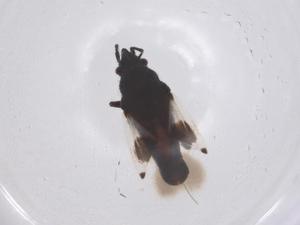  ( - CBG-B02261-D11)  @11 [ ] CreativeCommons - Attribution Share - Alike (2025) Centre for Biodiversity Genomics Centre for Biodiversity Genomics