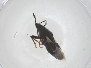  ( - CBG-B02823-A08)  @11 [ ] CreativeCommons - Attribution Share - Alike (2025) Centre for Biodiversity Genomics Centre for Biodiversity Genomics