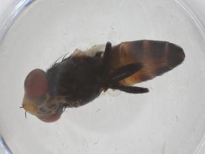  ( - CBG-B02826-A03)  @11 [ ] CreativeCommons - Attribution Share - Alike (2025) Centre for Biodiversity Genomics Centre for Biodiversity Genomics