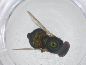  ( - CBG-B02826-D12)  @11 [ ] CreativeCommons - Attribution Share - Alike (2025) Centre for Biodiversity Genomics Centre for Biodiversity Genomics