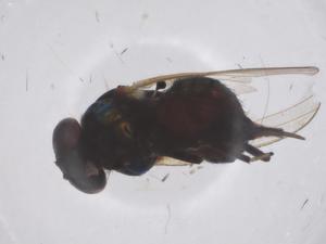  ( - CBG-B02828-D08)  @11 [ ] CreativeCommons - Attribution Share - Alike (2025) Centre for Biodiversity Genomics Centre for Biodiversity Genomics