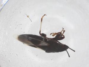  ( - CBG-B02916-G06)  @11 [ ] CreativeCommons - Attribution Share - Alike (2025) Centre for Biodiversity Genomics Centre for Biodiversity Genomics