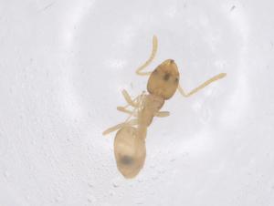 (Tapinoma minutum - CBG-B03283-F11)  @11 [ ] CreativeCommons - Attribution Share - Alike (2025) Centre for Biodiversity Genomics Centre for Biodiversity Genomics