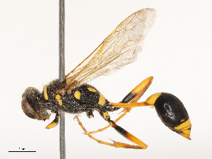  ( - CBG-B04135-B09)  @11 [ ] CreativeCommons - Attribution Share - Alike (2025) CBG Photography Group Centre for Biodiversity Genomics