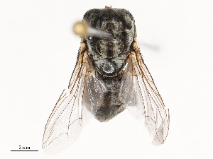  ( - CBG-B04135-C02)  @11 [ ] CreativeCommons - Attribution Share - Alike (2025) CBG Photography Group Centre for Biodiversity Genomics