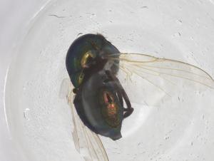  ( - CBG-B20968-B03)  @11 [ ] CreativeCommons - Attribution Share - Alike (2025) Centre for Biodiversity Genomics Centre for Biodiversity Genomics