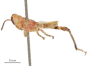  ( - CBG-B21240-G05)  @11 [ ] CreativeCommons - Attribution Share - Alike (2025) CBG Photography Group Centre for Biodiversity Genomics