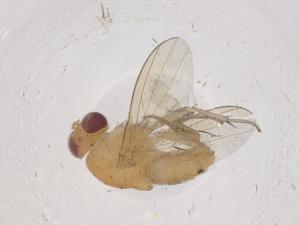  ( - CBG-B21412-C10)  @11 [ ] CreativeCommons - Attribution Share - Alike (2025) Centre for Biodiversity Genomics Centre for Biodiversity Genomics