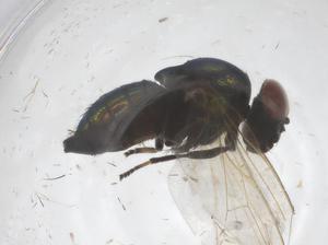  ( - CBG-B21414-H08)  @11 [ ] CreativeCommons - Attribution Share - Alike (2025) Centre for Biodiversity Genomics Centre for Biodiversity Genomics