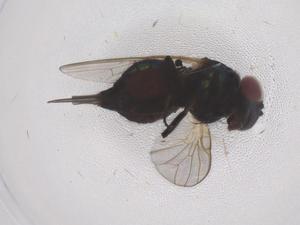  ( - CBG-B21453-B10)  @11 [ ] CreativeCommons - Attribution Share - Alike (2025) Centre for Biodiversity Genomics Centre for Biodiversity Genomics