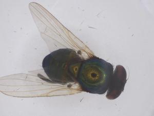  ( - CBG-B21454-B02)  @11 [ ] CreativeCommons - Attribution Share - Alike (2025) Centre for Biodiversity Genomics Centre for Biodiversity Genomics