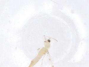  ( - CBG-B22120-H11)  @11 [ ] CreativeCommons - Attribution Share - Alike (2025) Centre for Biodiversity Genomics Centre for Biodiversity Genomics