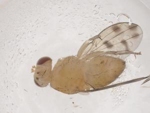  ( - CBG-B22161-A04)  @11 [ ] CreativeCommons - Attribution Share - Alike (2025) Centre for Biodiversity Genomics Centre for Biodiversity Genomics