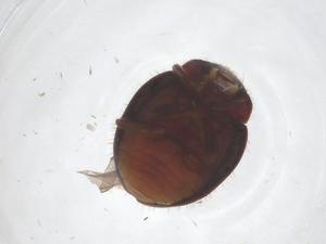  ( - CBG-B22162-H06)  @11 [ ] CreativeCommons - Attribution Share - Alike (2025) Centre for Biodiversity Genomics Centre for Biodiversity Genomics