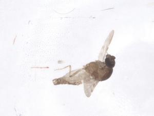  ( - CBG-B22175-H05)  @11 [ ] CreativeCommons - Attribution Share - Alike (2025) Centre for Biodiversity Genomics Centre for Biodiversity Genomics