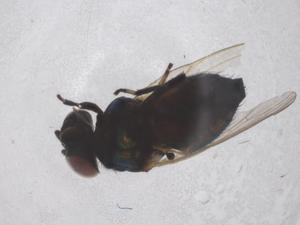  ( - CBG-B22193-A04)  @11 [ ] CreativeCommons - Attribution Share - Alike (2025) Centre for Biodiversity Genomics Centre for Biodiversity Genomics