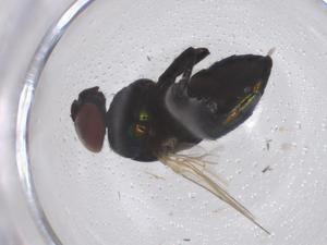  ( - CBG-B22193-D05)  @11 [ ] CreativeCommons - Attribution Share - Alike (2025) Centre for Biodiversity Genomics Centre for Biodiversity Genomics