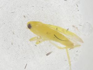  ( - CBG-B22196-A05)  @11 [ ] CreativeCommons - Attribution Share - Alike (2025) Centre for Biodiversity Genomics Centre for Biodiversity Genomics