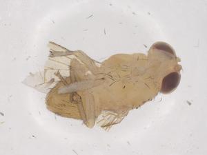  ( - CBG-B23282-F07)  @11 [ ] CreativeCommons - Attribution Share - Alike (2025) Centre for Biodiversity Genomics Centre for Biodiversity Genomics